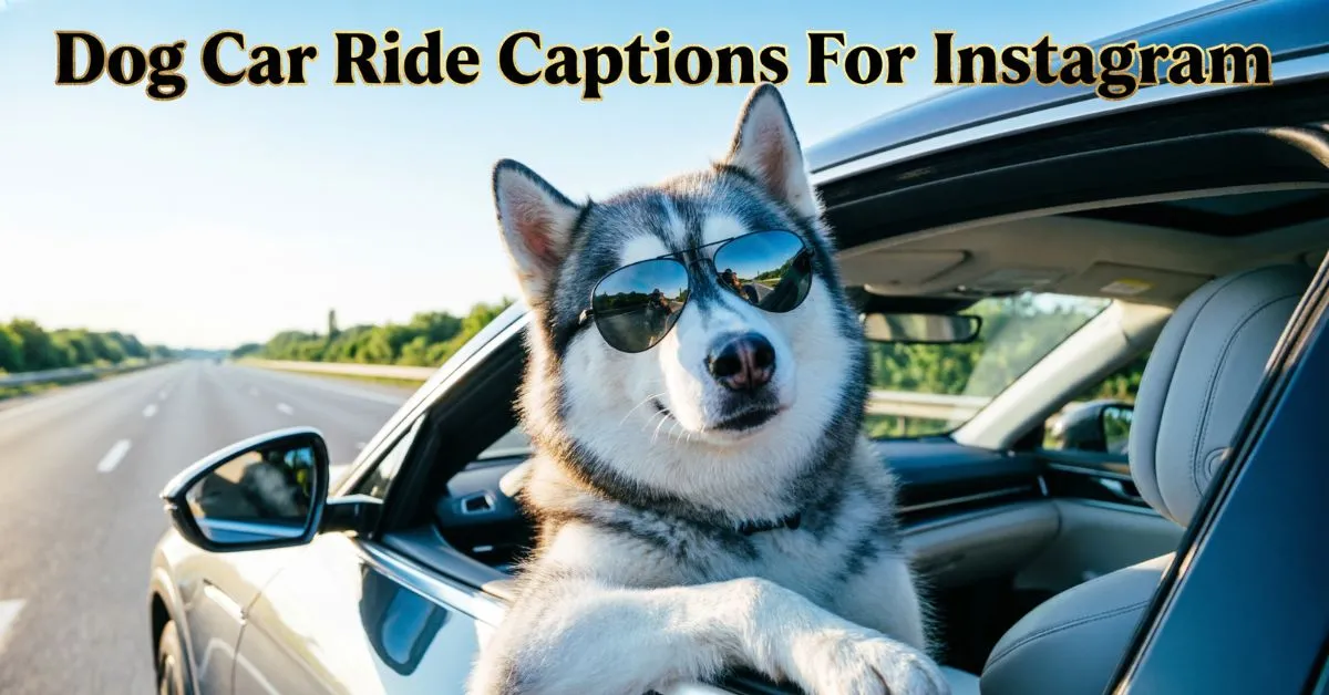 Dog Car Ride Captions For Instagram