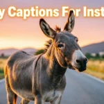 Donkey Captions For Instagram