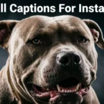 Pitbull Captions For Instagram